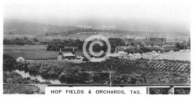 Hop fields and orchards, Tasmania, Australia, 1928. Artist: Unknown