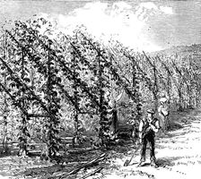 Hop-growing on the vinery principle, 1873. Creator: Unknown