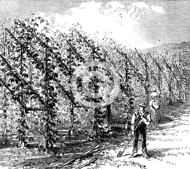 Hop-growing on the vinery principle, 1873. Creator: Unknown.