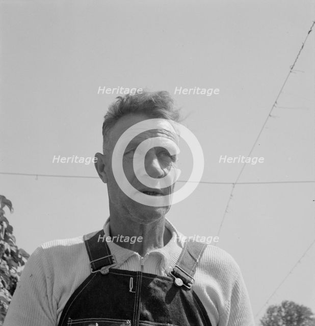 Hop picker, once Nebraska farm owner, near Independence, Polk County, Oregon, 1939. Creator: Dorothea Lange.