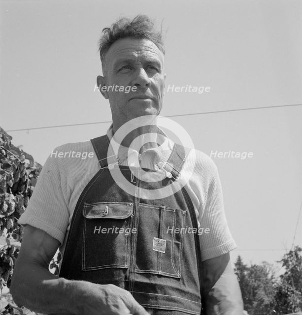 Hop picker, once Nebraska farm owner, near Independence, Polk County, Oregon, 1939. Creator: Dorothea Lange.
