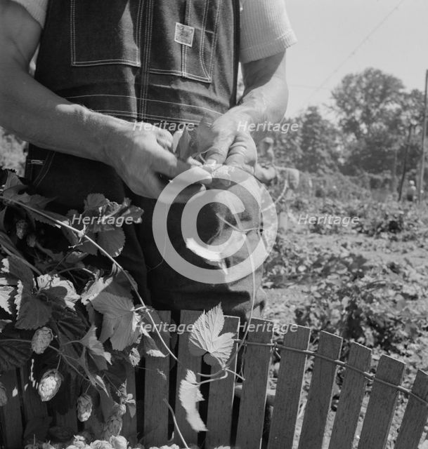 Hop picker, once Nebraska farm owner, near Independence, Polk County, Oregon, 1939. Creator: Dorothea Lange.