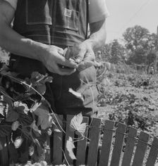 Hop picker, once Nebraska farm owner, near Independence, Polk County, Oregon, 1939. Creator: Dorothea Lange