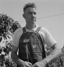 Hop picker, once Nebraska farm owner, Polk County, Oregon, 1939. Creator: Dorothea Lange