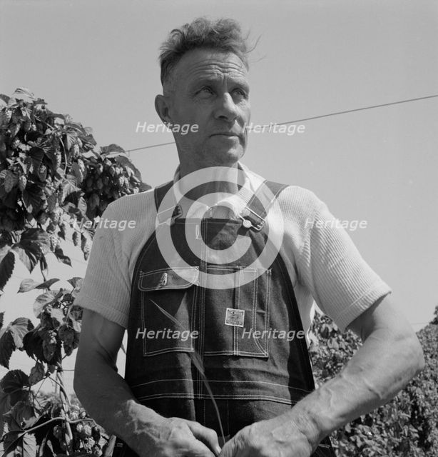 Hop picker, once Nebraska farm owner, Polk County, Oregon, 1939. Creator: Dorothea Lange.