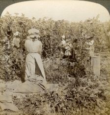 Hop picking, Eugene, Oregon, USA.Artist: Underwood & Underwood