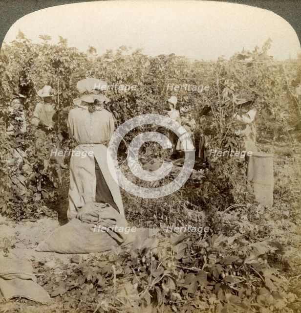 Hop picking, Eugene, Oregon, USA.Artist: Underwood & Underwood