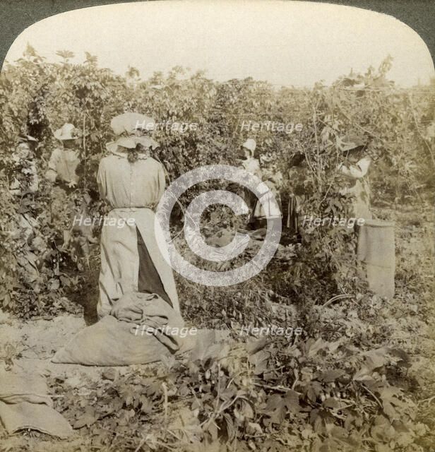 Hop picking, Eugene, Oregon, USA.Artist: Underwood & Underwood