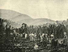 Hop Picking in Tasmania 1901. Creator: Unknown