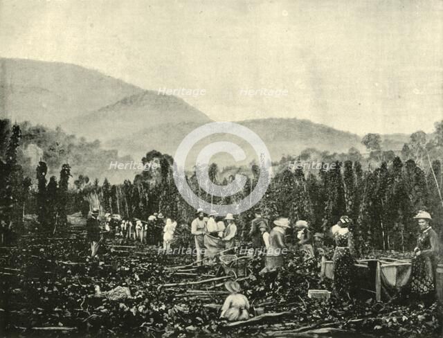 'Hop Picking in Tasmania', 1901. Creator: Unknown.