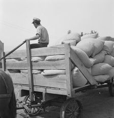 Hop, transported from field to kiln, near Grants Pass, Josephine County, Oregon, 1939. Creator: Dorothea Lange