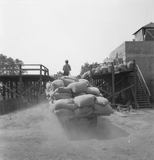 Hop, transported from field to kiln, near Grants Pass, Josephine County, Oregon, 1939. Creator: Dorothea Lange