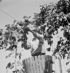 Hop vine and hop picker, near Independence, Polk County, Oregon, 1939. Creator: Dorothea Lange