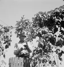Hop vine and hop picker, Near Independence, Polk County, Oregon, 1939. Creator: Dorothea Lange