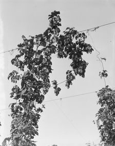 Hop vine at picking time, near Independence, Polk County, Oregon, 1939. Creator: Dorothea Lange
