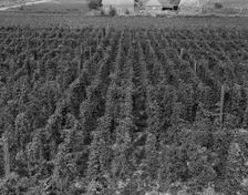 Hop yard on ranch of M. Rivard in French-Canadian..., Yakima Valley, Moxee Valley, Washington, 1939. Creator: Dorothea Lange