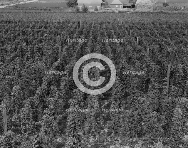 Hop yard on ranch of M. Rivard in French-Canadian..., Yakima Valley, Moxee Valley, Washington, 1939. Creator: Dorothea Lange.