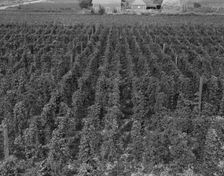 Hop yard on ranch of M. Rivard in French-Canadian..., Yakima Valley, Moxee Valley, Washington, 1939. Creator: Dorothea Lange