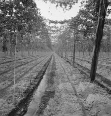 Hop yard, shows poles, wires, irrigation ditch and hop vine..., Yakima Valley, Washington, 1939. Creator: Dorothea Lange