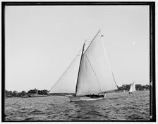 Hornet, between 1880 and 1899. Creator: Unknown