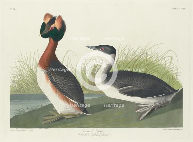 Horned Grebe, 1835. Creator: Robert Havell.
