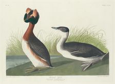 Horned Grebe, 1835. Creator: Robert Havell