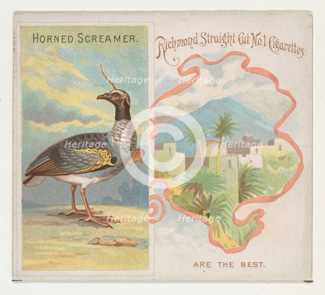 Horned Screamer, from Birds of the Tropics series (N38) for Allen & Ginter Cigarettes, 1889. Creator: Allen & Ginter.
