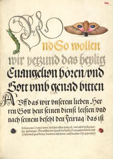 Horntail Caterpillar, Eyed Hawk-Moth, Beetle, Two-Spot Ladybird, 1561-1562; illumination added 1591- Creator: Joris Hoefnagel