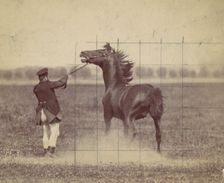 Horse, 1884. Creator: Ottomar Anschütz