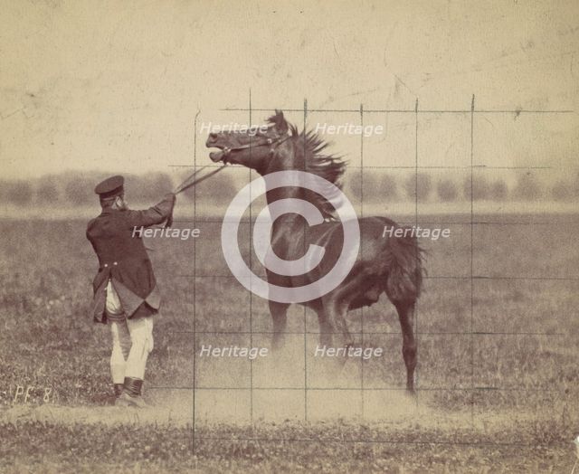 Horse, 1884. Creator: Ottomar Anschütz.