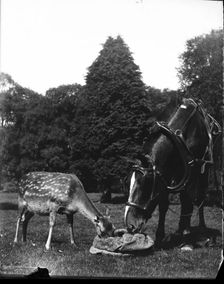 Horse and deer eating from bag, c1900s. Creator: Robert Augustus Henry L'Estrange