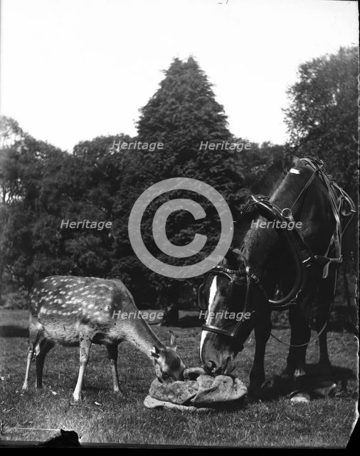 Horse and deer eating from bag, c1900s. Creator: Robert Augustus Henry L'Estrange.