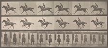 [Horse and Rider Galloping], 1883-86, printed 1887. Creator: Eadweard J Muybridge