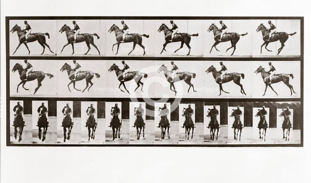 Horse and Rider, Plate 621 from Animal Locomotion, 1887 (photograph)