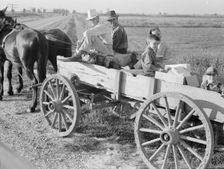 Horse and wagon is still a common means of transportation..., Southeast Missouri Farms, 1938. Creator: Dorothea Lange