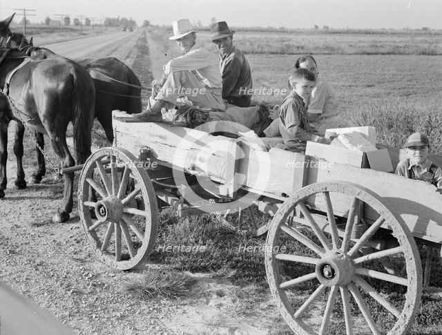 Horse and wagon is still a common means of transportation..., Southeast Missouri Farms, 1938. Creator: Dorothea Lange.