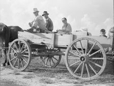 Horse and wagon is still a common means of transportation..., Southeast Missouri Farms, 1938. Creator: Dorothea Lange