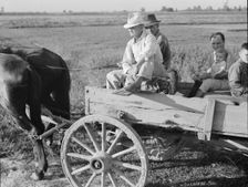 Horse and wagon is still a common means of transportation..., Southeast Missouri Farms, 1938. Creator: Dorothea Lange