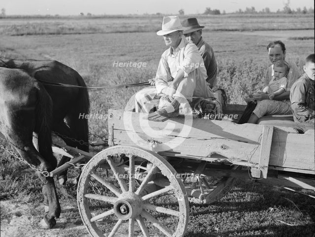 Horse and wagon is still a common means of transportation..., Southeast Missouri Farms, 1938. Creator: Dorothea Lange.