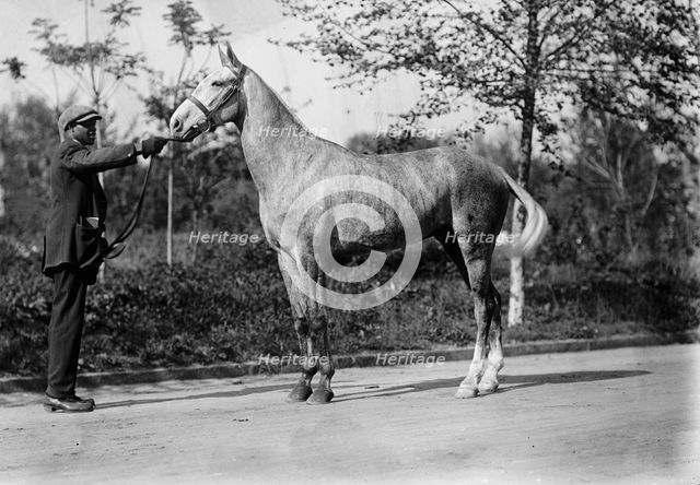 Horse belonging to Dr. Cary T. Grayson,  U.S.N., 1912. Creator: Harris & Ewing.