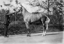 Horse belonging to Dr. Cary T. Grayson, U.S.N., 1912. Creator: Harris & Ewing