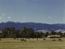 Horse breeding ranch, Grant Co., Oregon, 1942. Creator: Russell Lee
