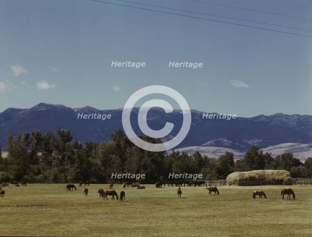 Horse breeding ranch, Grant Co., Oregon, 1942. Creator: Russell Lee.