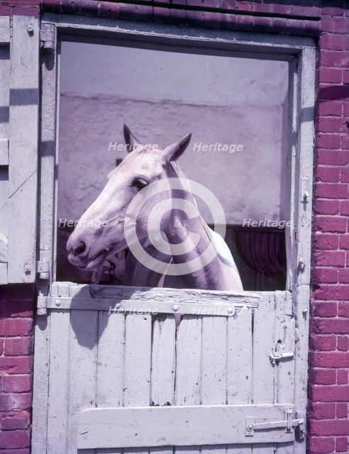 Horse, c1955. Creator: Arthur Charles Kirby Ware.