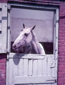 Horse, c1955. Creator: Arthur Charles Kirby Ware