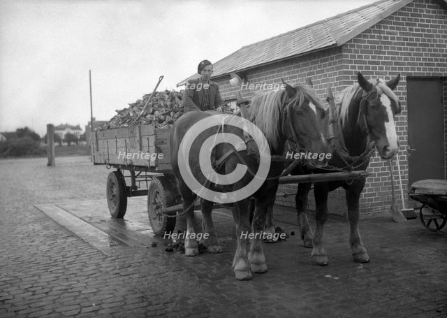 Horse-drawn wagon loaded with sugar beet at a sugar mill, Arlöv, Scania, Sweden, c1940s(?). Artist: Otto Ohm