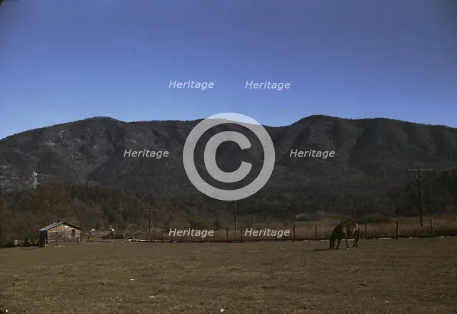 Horse in the pasture of a mountain farm along the Skyline Drive in Virginia, ca. 1940. Creator: Jack Delano.