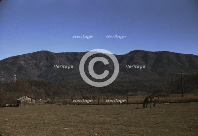 Horse in the pasture of a mountain farm along the Skyline Drive in Virginia, ca. 1940. Creator: Jack Delano.