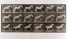 Horse on Rockers and Horse Rolling a Barrel, Plate 649 from Animal Locomotion, 1887 (photograph)