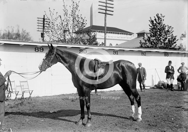 Horse Shows - Clay Bailey, 1914. Creator: Harris & Ewing.